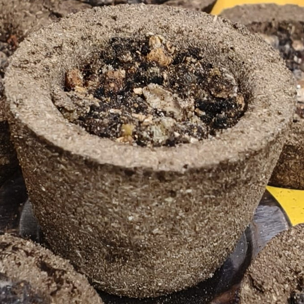 Sambrani Lobhan Cups